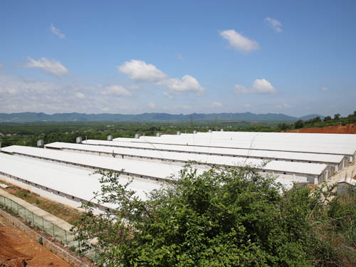 标准化鸡场 (4)